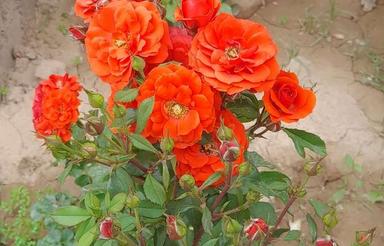 رهن و اجاره ویلایی در جمهوری
