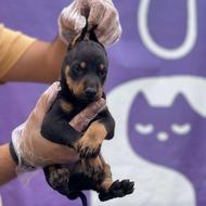 توله سگ دوبرمن pinscher