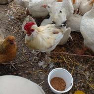خروس گلین زیبای سرحال