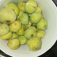 انجیر سفید شیرین