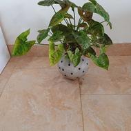 گلخونه تی تی گیل