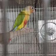 طوطی گرینچک نیمه اهلی