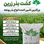 فروش ویژه بذر یونجه « رنجر آمریکایی» - کیفیت ممتاز