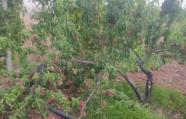 باغ ویلا دارای برق واطاق کارگری، دوربین مداربسته