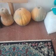 کدو حلوایی شیرین