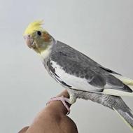 عروس هلندی نر سخنگو 3 ماهه