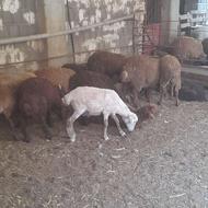 گوسفند بره سبک وزن
