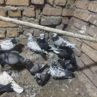 21عدد کفتر پرشی