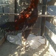 خروس لاری اصیل