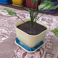 گل زیبای خانگی