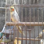 طوطی عروس نر و ماده