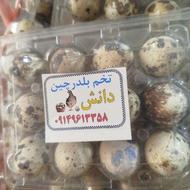 تخم بلدرچین تازه