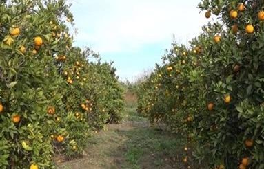 فروش زمین یک هکتاری در وسطی کلا