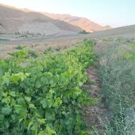 1150 متر باغ انگور دوساله باسهم آب ازچشمه