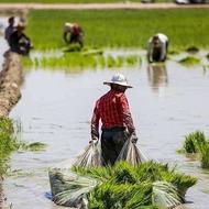 فروش ویژه برنج ایرانی و پاکستانی
