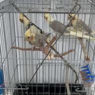 جوجه عروس هلندی 3ماهه