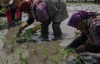 فروش زمین کشاورزی 4000 متر در کمربندی غربی