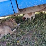 سگ سرابی اسیل واگذار