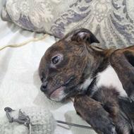 توله چهارماهه