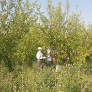 سیب درختی گلاب