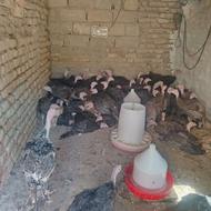 جوجه بوقلمون برنز 3 ماه