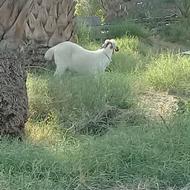 گوسفندنری چاق وسرحال