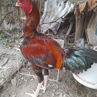 خروس لاری دنگ بالا