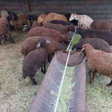 گوسفند بره نر افشاری
