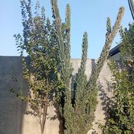 درخت کاکتوس