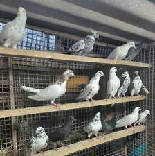کبوتر جوجه پرشی