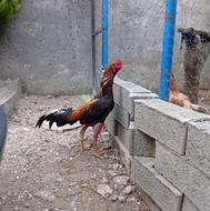 یه عدد خروس لاری صابونی