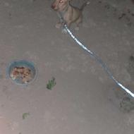 واگذاری سگ