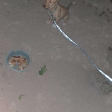 واگذاری سگ