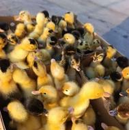 جوجه اردک یک روزه