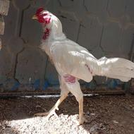 خروس لاری اصیل