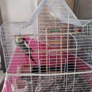 طوطی عروس رام