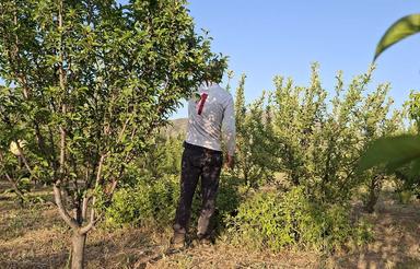 1260 متر باغ نزدیک شهر خلخال