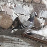 کبوتر و کفتر