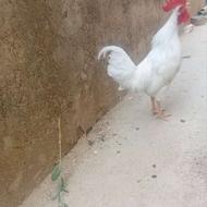 فروش یک عدد خروس