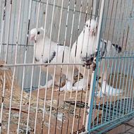 فروش کبوتر زینتی پاپر کاکلی سالم و سرحال