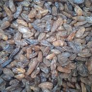 خرید و فروش گله آفتابی