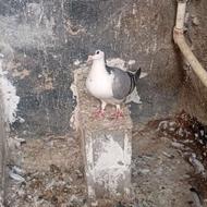 کفتر ماده بالغ