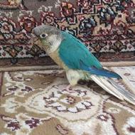 طوطی گرینچیک تراکیوس