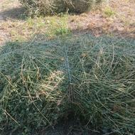 یونجه درجه یک باغی