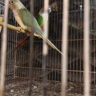 فروش 6جفت طوطی گرینچیک