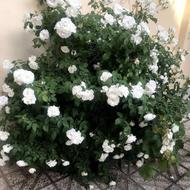 مغازه 24 متر دربهترین لوکیشن ولی عصراسفراین