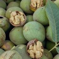 فروش نهال گردو پوست کاغذی