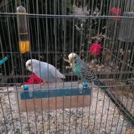 مرع عشق زیبا