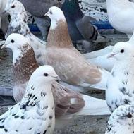 کبوتر پرش آسمان خراش کاشان