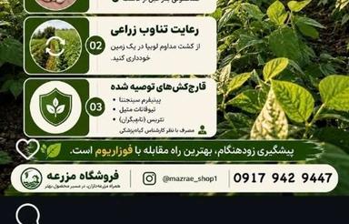 اجاره 13هزار متر لوبیا برای چرای گوسفندان